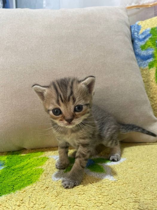 Британские котята