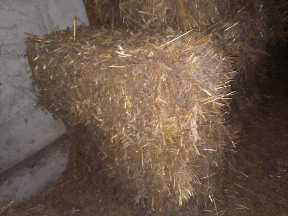 Baloti de paie si de orz