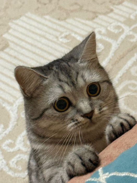 Кошечка 11 месяц девочка