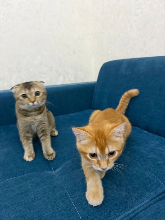 Scottish Fold 120$ Scottish Straight 100$