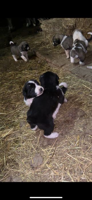 Алабай күшіктер