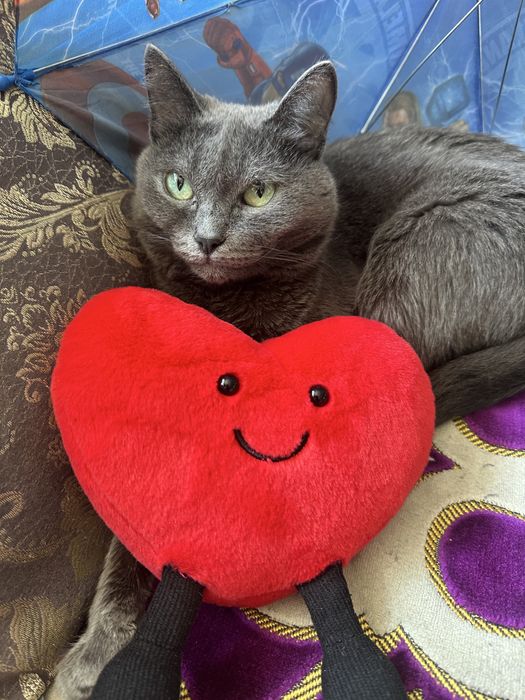 Отдам кота в добрые руки