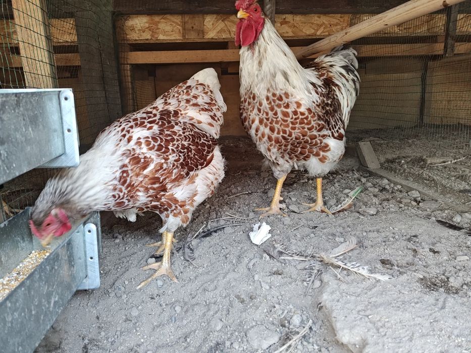 Виандот 1+1 сотилади.