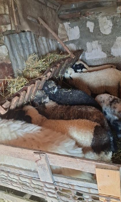 Vând miei de Paști