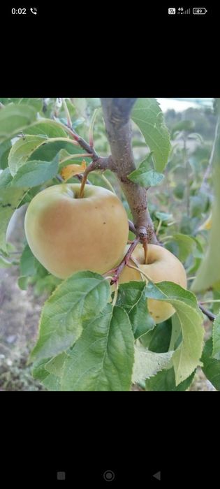 Резници ( калеми )