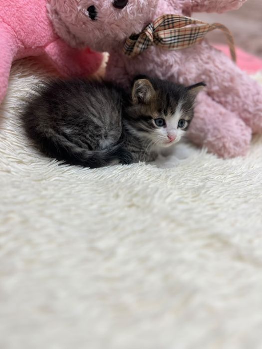 Котенок, мальчик