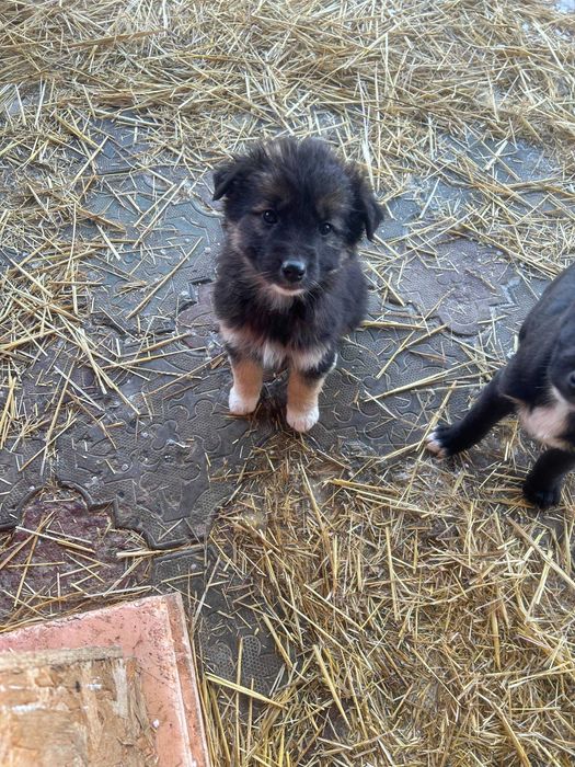 Собачки в поиске дома