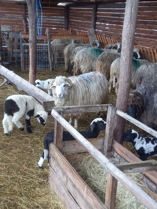 Vind oi cu miei după iele 850 lei