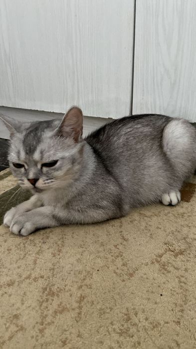 Котёнок британская шиншилла