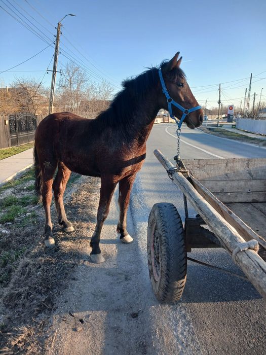 Vand cârlan 10 luni