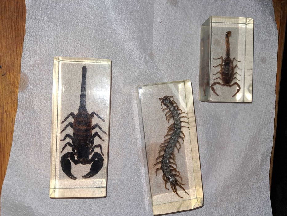 Insectar turnat, scorpion-2buc  si un miriapod