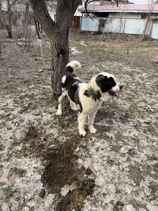 Алабай тобет боец до 55 кг