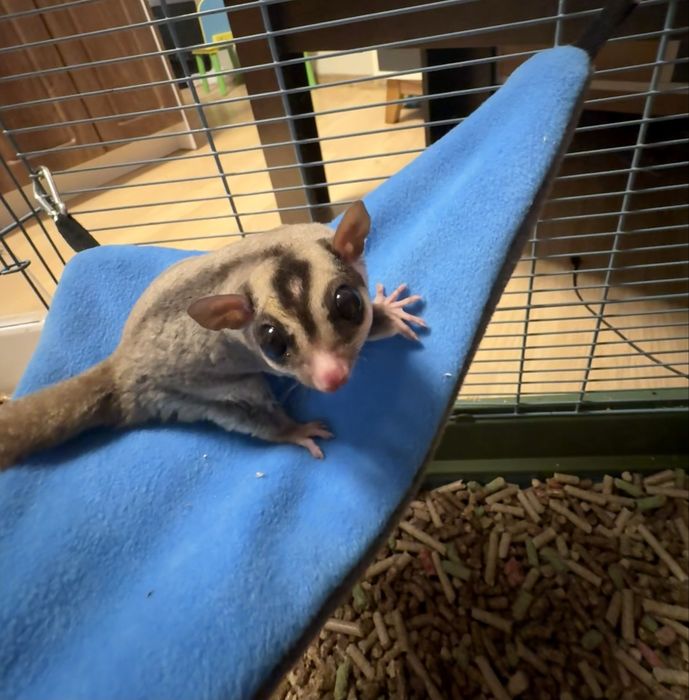 Захарна катерица / Sugar glider