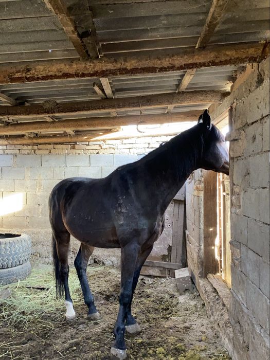 Айғыр 9 жас |Жеребец 9 лет