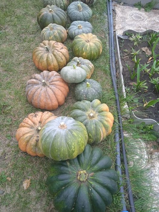 Продам тыквы 300тг/кг