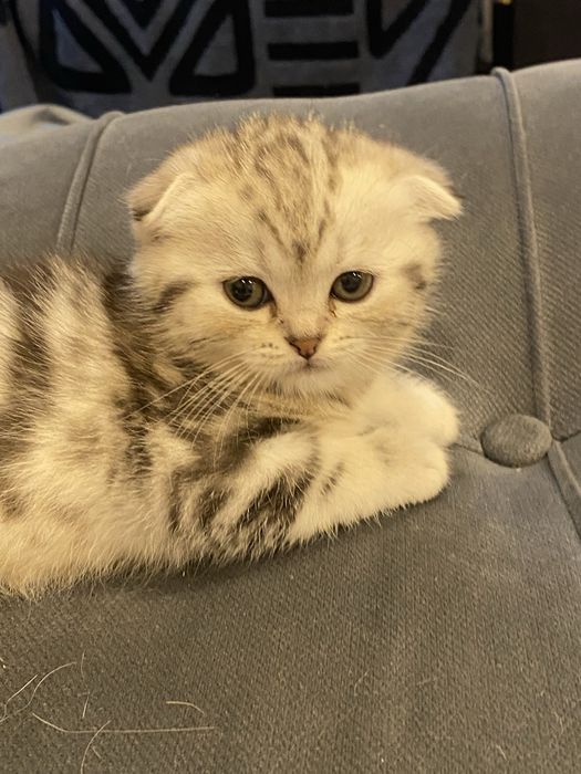 Шотланские вислоухие котята