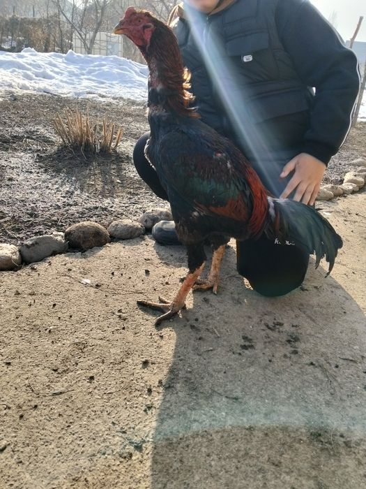 Продается хороший дакан