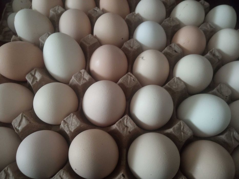Домашние яйца,без ГМО. На инкубатор.Вывод 98%. Свежие.