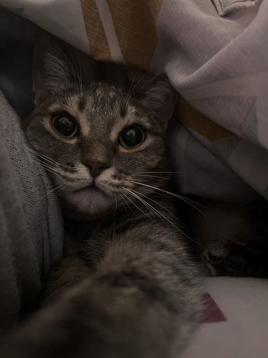Кошка, стерилизованная, очень ласковая