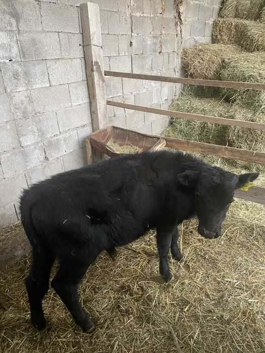 продам бычков….в