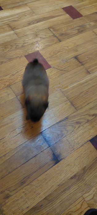 Щенки 2 девочки. 1.5 месяца