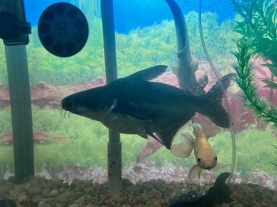 Аквариум 250 литр