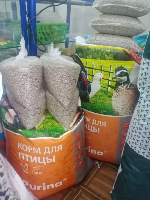 .Жангирхана. 17.