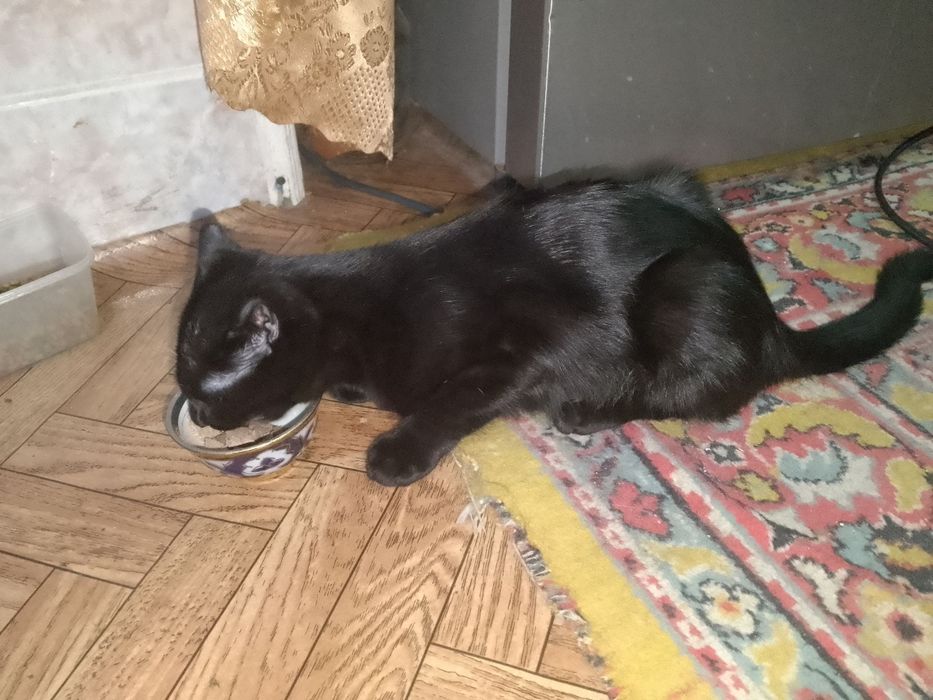 отдам котёнка в добрые руки