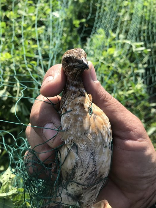 Перепелки поющие дикие