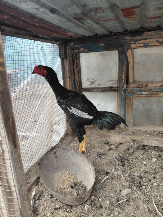 Хуроз сотилади ёш соглом