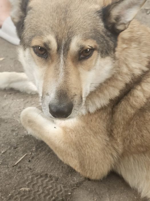 Собака ищет дом.