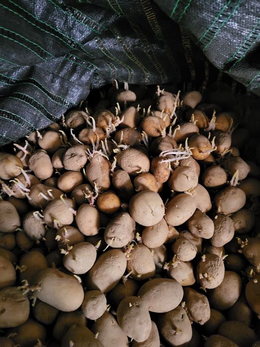 Cartofi sămânță Marabel, înmulțirea a 2a