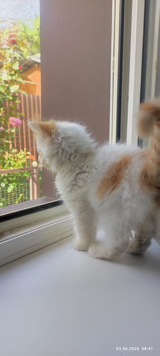 Очаровательный котёнок