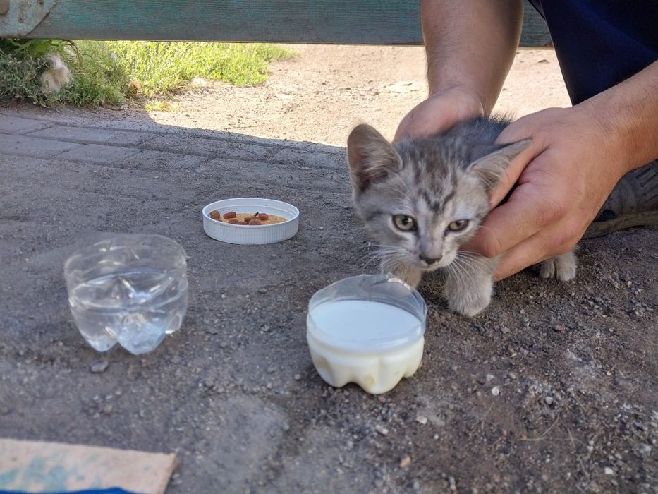 Котёнок в хорошие руки