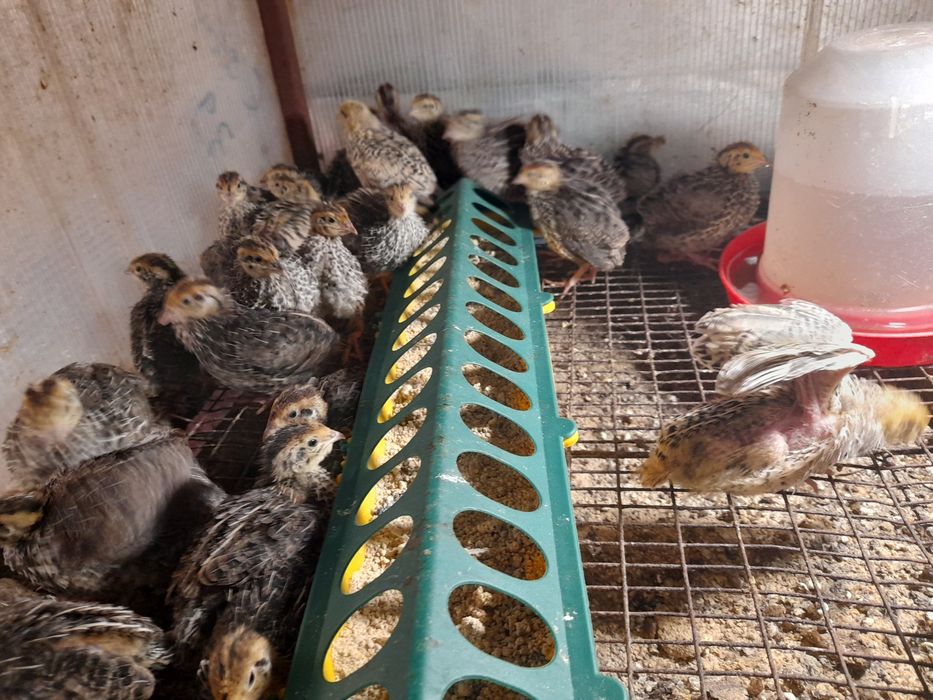 Vind en gros prepelite ldesfintez crescatoria