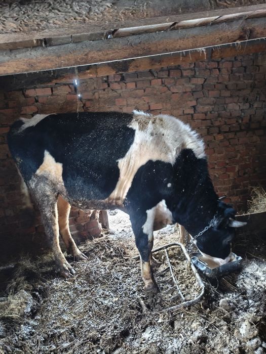 Бык, 2 года, черно-пестрый