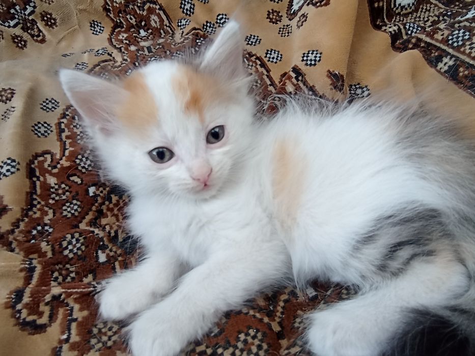 отдам котят в добрые руки!!