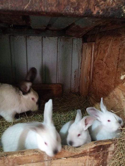 Vând pui de iepuri vii de Paște, preț 55 lei/buc.,negociabil.Tel.07701