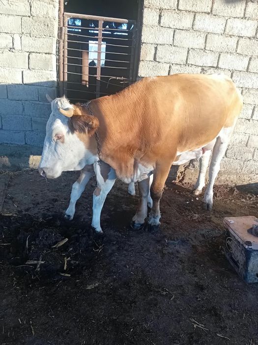 Vând vaca cu vițea foarte bună de lapte și bine întreținută mai multe detalii la numărul de telefon 0784685314