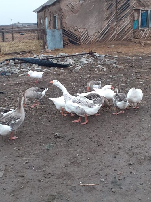 Каздын жумырткасы сатылады.