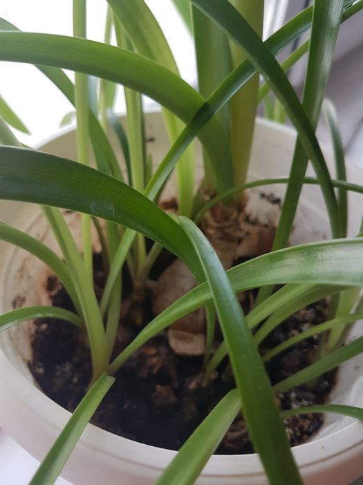 Продам луковицы цветка