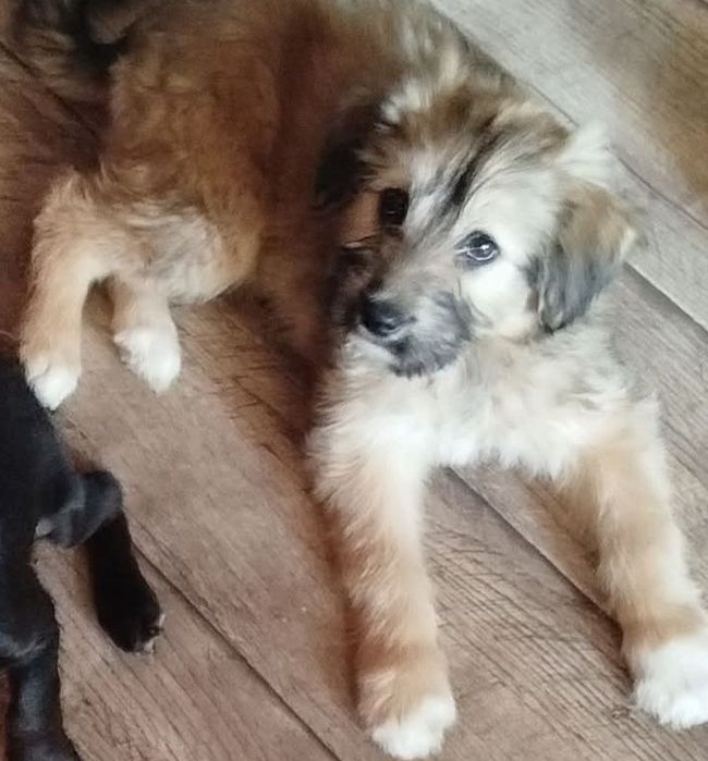 Ищут семью. Кошки, собаки.