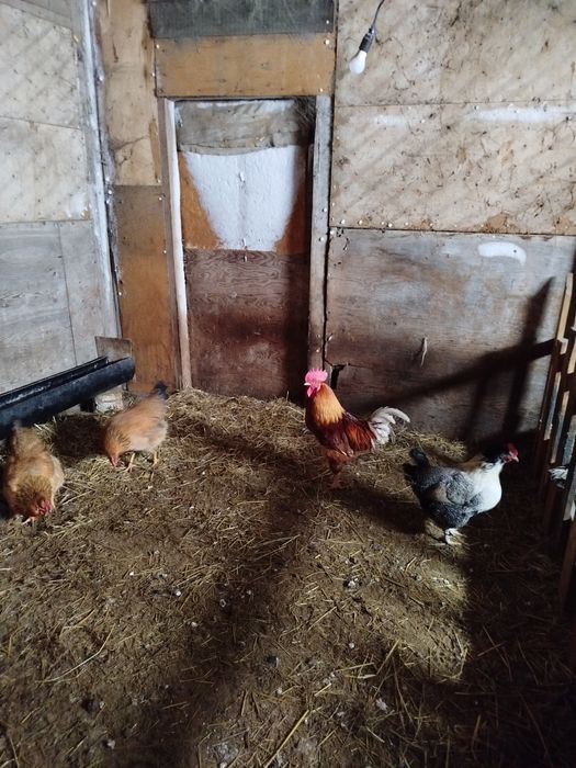 Домашние петушки молодые