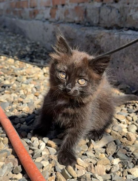 отдам котенка в хорошие руки