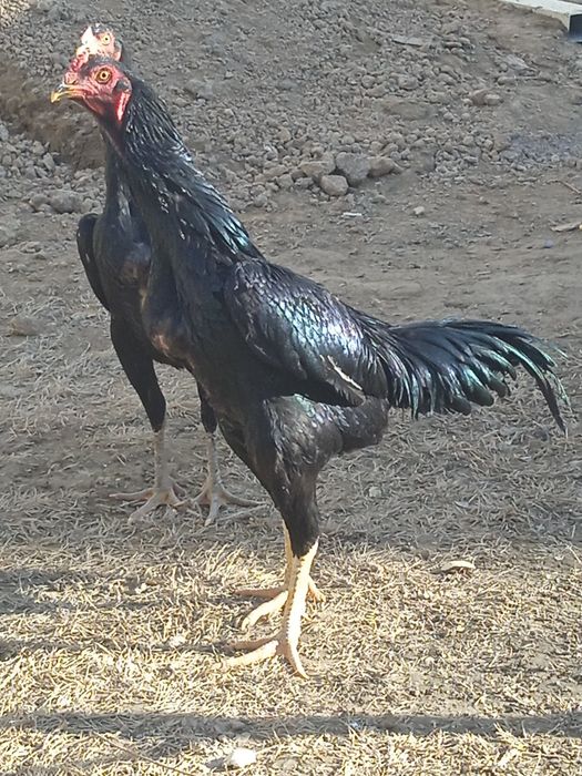 Жужа хуроз тоза каресча