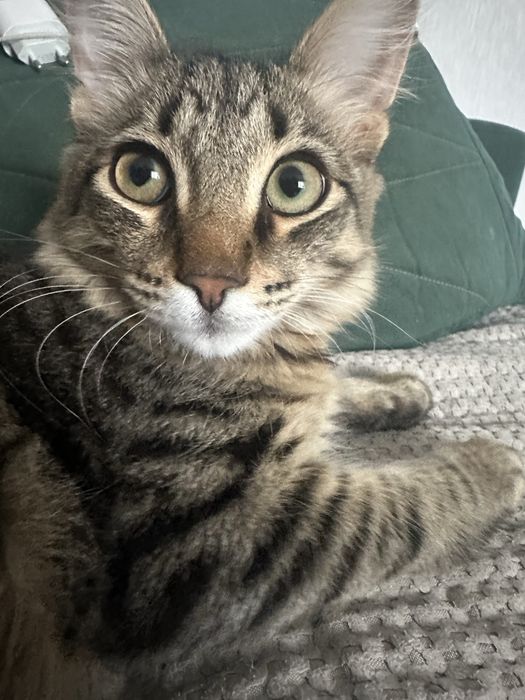 Котик в добрые руки