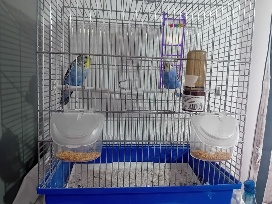 Pereche Perusi  de vânzare