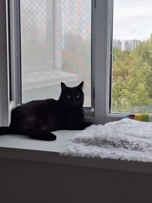 Отдам даром кошку