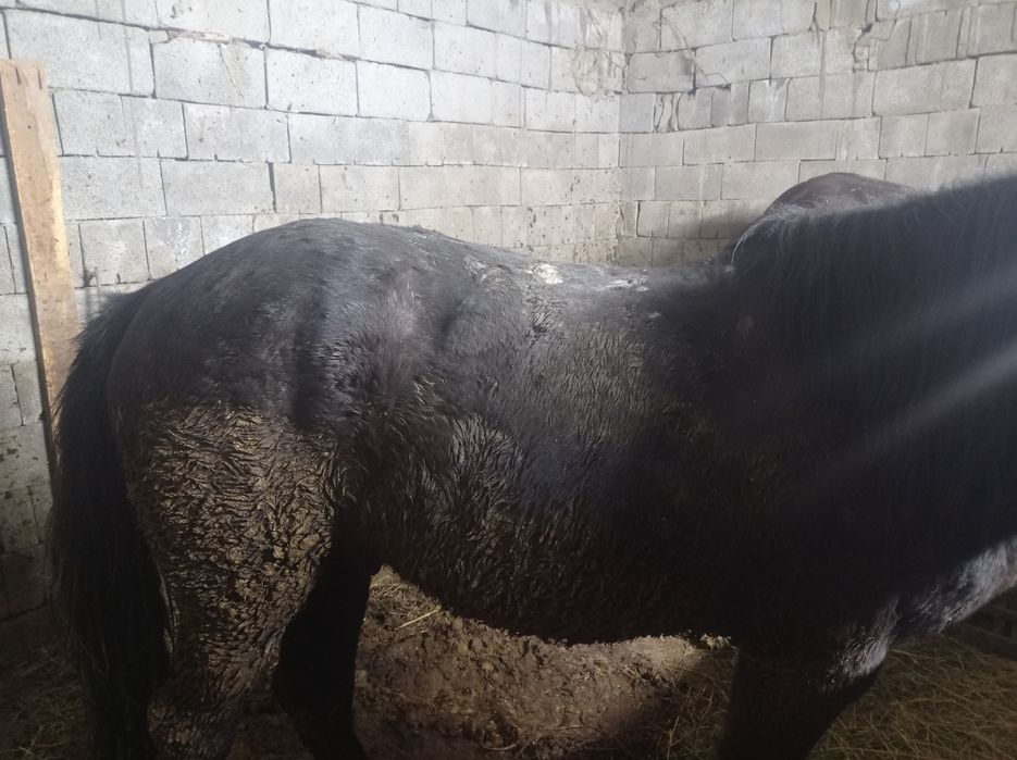 Продам лошадь аиг