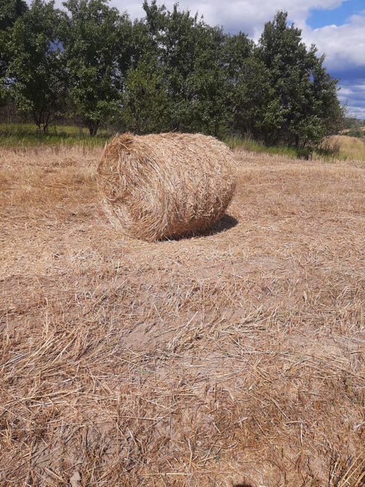 Vand baloti de paie si fan